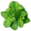 Picture of Mint leaves (Pudina ila)