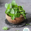 Picture of Mint leaves (Pudina ila)