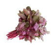 Picture of Red spinach (cheera), bunch
