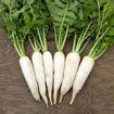 Picture of Radish