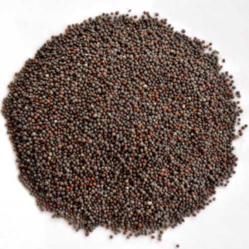 Picture of Mustard Seed / Kaduku, 100gm