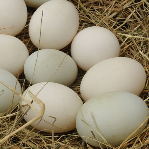 Picture of Duck Eggs Set Of 5