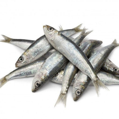 Picture of Fresh Fish Mathi Small / Sardine per Kg