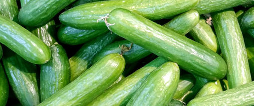 Picture of English Cucumber / Salad Cucumber / Kakkiri, 500 gms